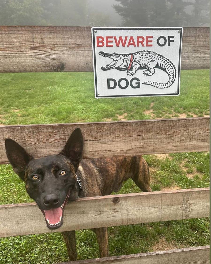 Beware of Dog Aluminum Sign