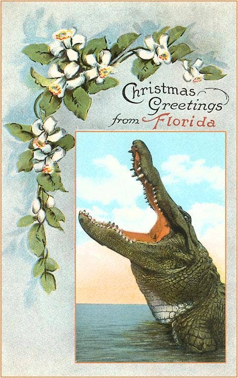 Postcard FL-961 Christmas Greetings from Florida, Alligator