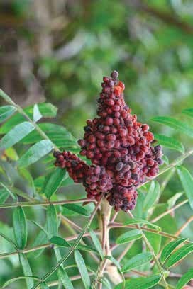 Foraging Florida: Finding Identifying and Preparing Wild....