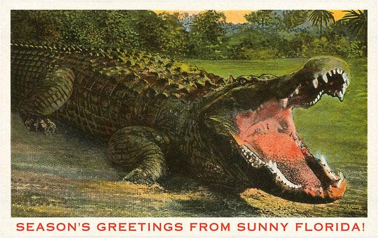 Postcard FL-964 Seasons Greetings from Sunny Florida, Alliga