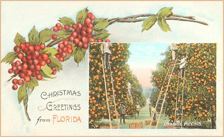 Postcard FL-673 Christmas Greetings from Florida